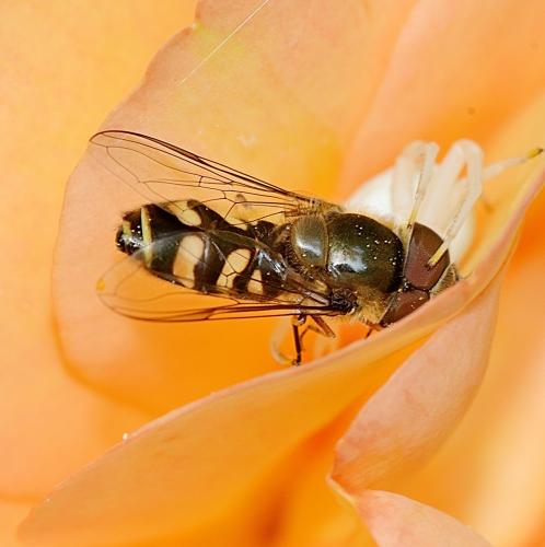 Réf. 353 631 : Scaeva selenitica